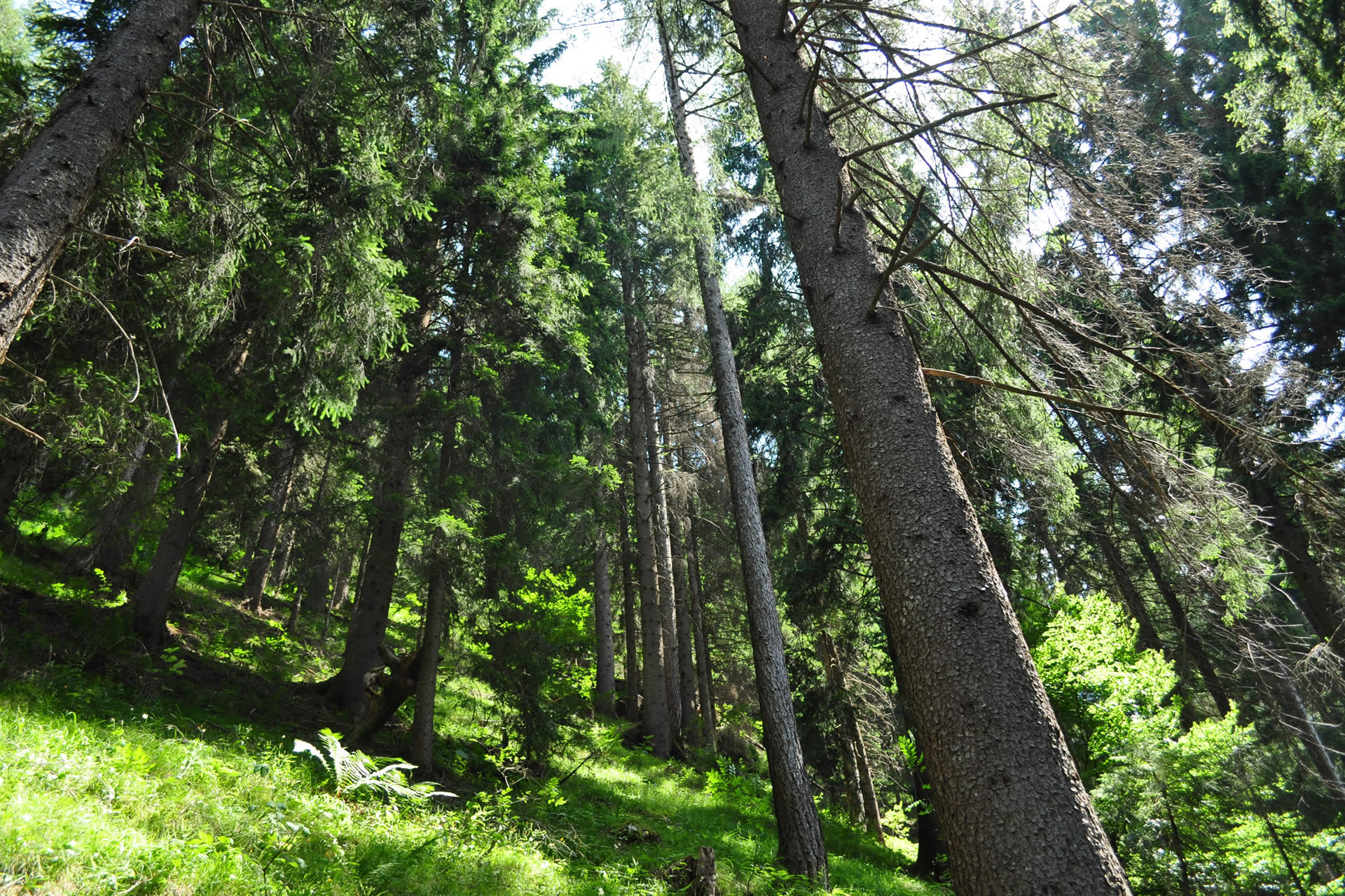 Forest, enviroment, land mapping